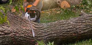 How Our Tree Care Process Works  in  Pleasant Valley, MO