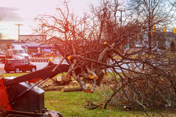 Best Seasonal Cleanup (Spring/Fall)  in Pleasant Valley, MO