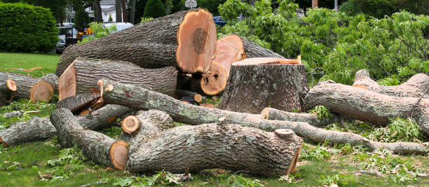 Trusted Pleasant Valley, MO Tree Removal Services Experts