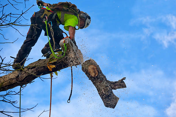 Leaf Removal in Pleasant Valley, MO